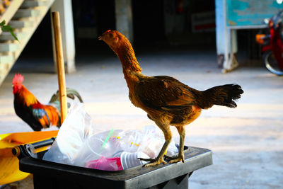 Close-up of rooster