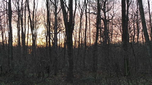 Bare trees in forest