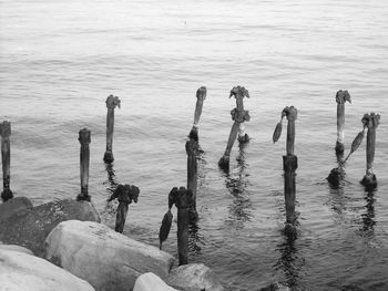 View of wooden posts in water