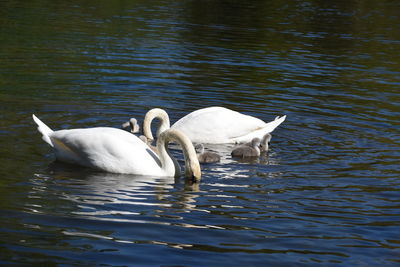 Swans swimming in lake