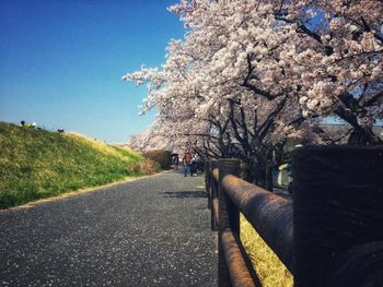 View of cherry blossom trees by road in city