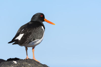 Close-up of bird perching against clear sky