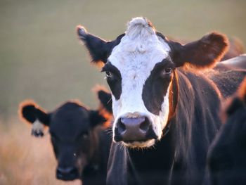 Portrait of cattle on field