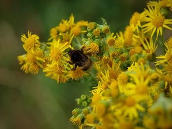 Close-up of bee pollinating on yellow flower