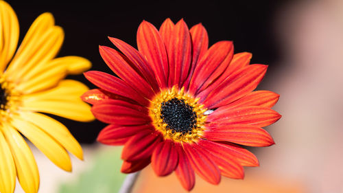 Close-up of gerbera daisy against black background