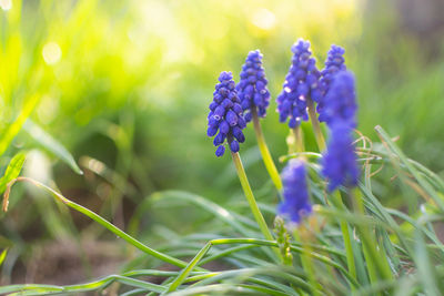 Close-up of purple flowering plant on field