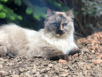 Portrait of a cat on field