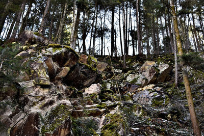 Moss growing on tree trunk in forest