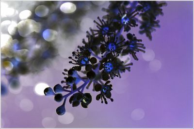 Close-up of purple flowers against blurred background