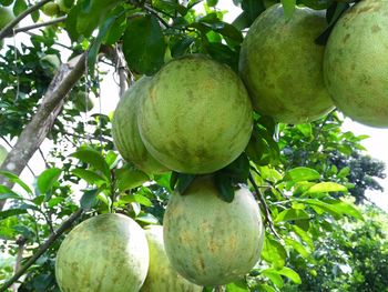 Low angle view of fruits on tree