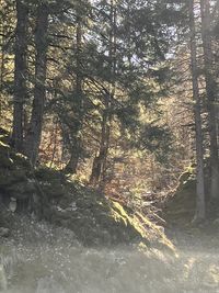 nature