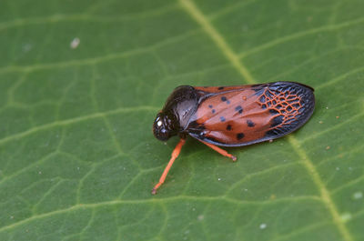 Close-up of insect on leaf