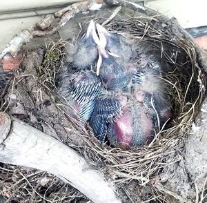 High angle view of birds in nest