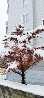 Snow covered tree by building