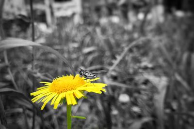 Close-up of butterfly on yellow flower