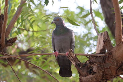 Close up full body of speed racing pigeon bird color background.rock pigeon