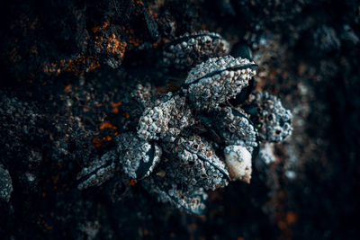 Close-up of plant on rock