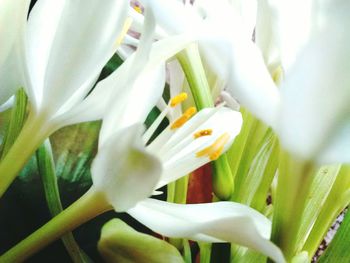 Close-up of white flowers