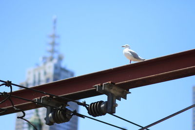 Low angle view of bird perching on pole against clear blue sky