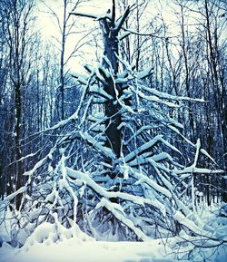 snow