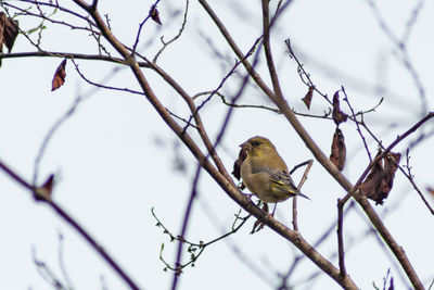 Low angle view of bird perching on branch