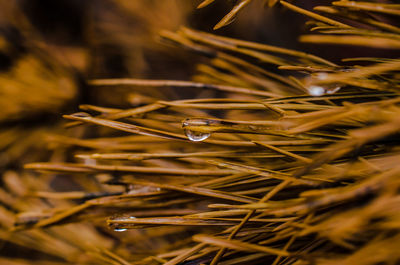 Close-up of dew drops on grass