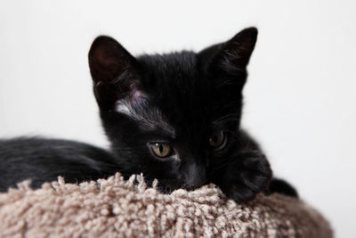 Close-up portrait of cat