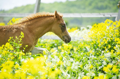 Close-up of horse on field