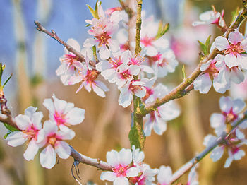 Close-up of pink cherry blossoms in spring