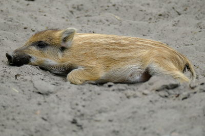 High angle view of rookie laying on sand