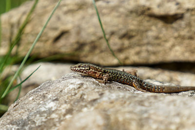 Close-up of insect on rock