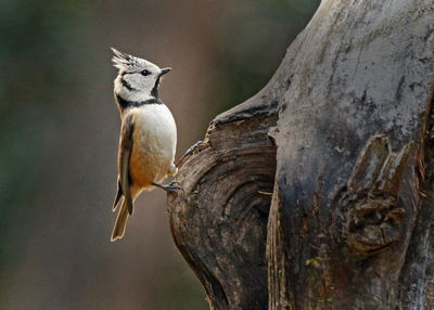 Close-up of bird perching on tree