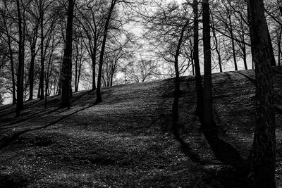 Trees in forest