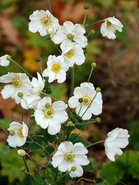 Close-up of white flowering plant