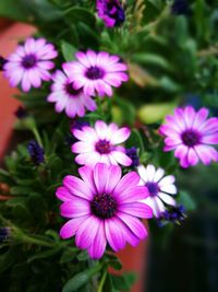 Close-up of purple flowers blooming outdoors