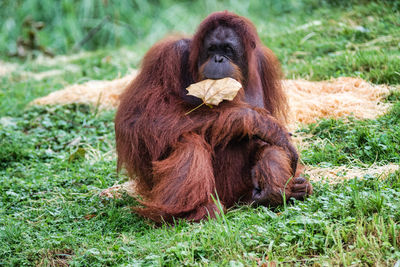 Monkey sitting in a field