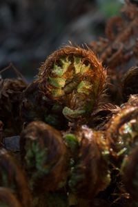 Close-up of fern on field