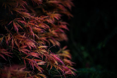 Close-up of plant against blurred background