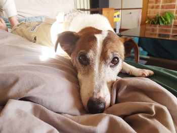 Close-up portrait of dog relaxing on bed at home