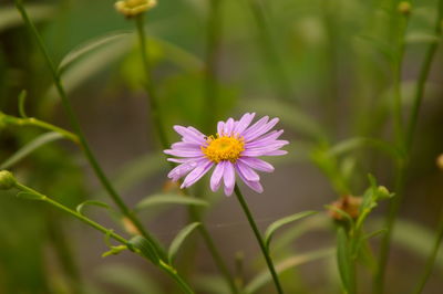 Close-up of purple flowering plant on field