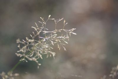 Close-up of wilted plant