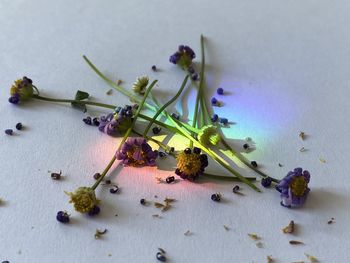 High angle view of flowering plant on table