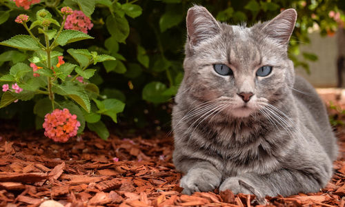 Close-up portrait of cat