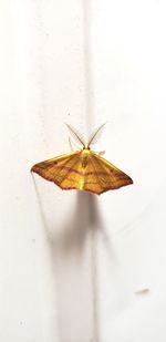 Close-up of butterfly on leaf against wall