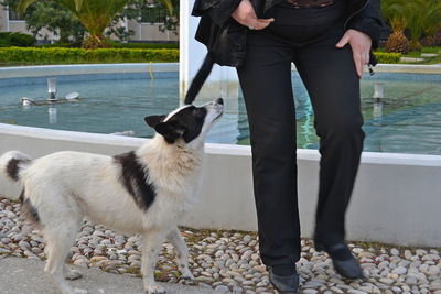 Low section of person with dog standing by water