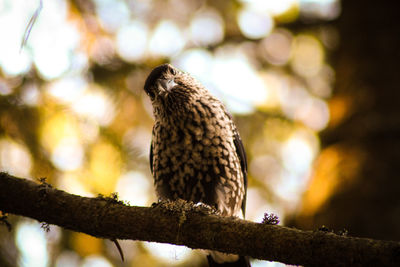 Low angle view of eagle perching on tree