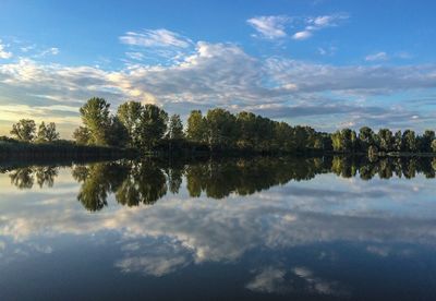 Reflection of trees in calm lake