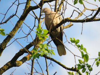 Low angle view of bird perching on tree against sky