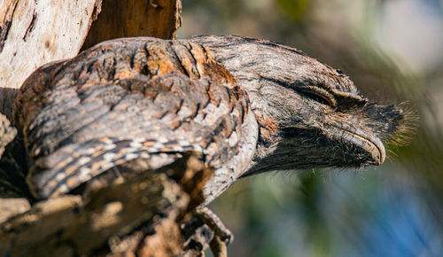 Close-up of lizard on tree trunk