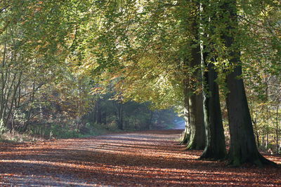 Road amidst trees in forest during autumn